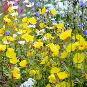 Oenothera biennis 