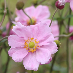 Anemone × hybrida Königin Charlotte