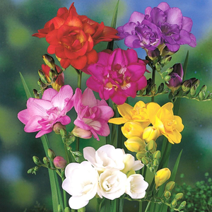 Freesia double flowering mixed