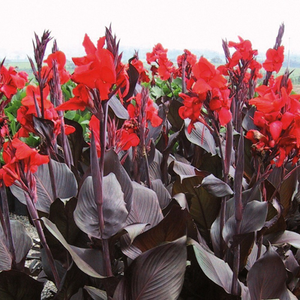 Canna Tropicanna Black ('Lon01') (PBR)