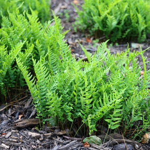 Polypodium vulgare 