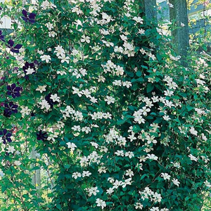 Clematis Huldine