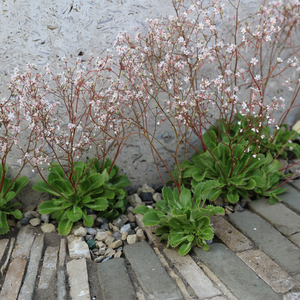 Saxifraga × urbium
