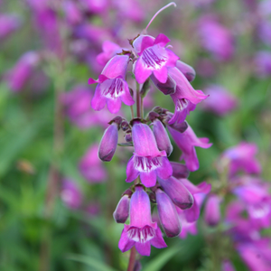 Penstemon Sour Grapes M. Fish