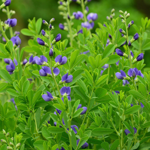 Baptisia australis 
