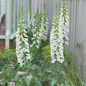 Digitalis purpurea Dalmatian White (Dalmatian Series)
