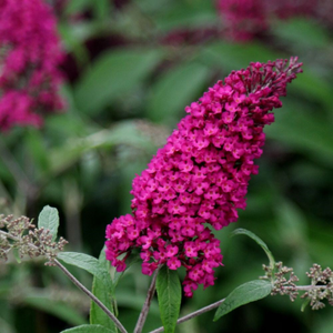 Buddleja davidii Royal Red
