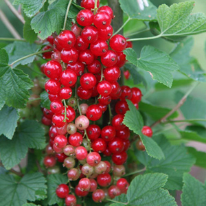 redcurrant Jonkheer van Tets