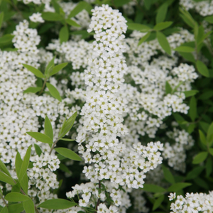 Spiraea Arguta