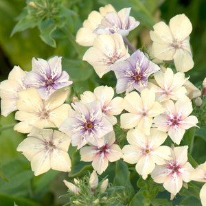 Phlox drummondii Crème Brûlée
