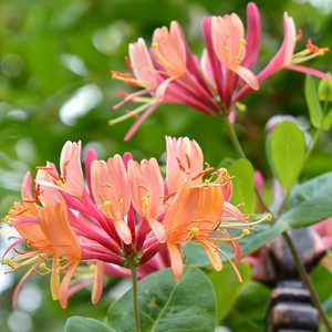 Lonicera × heckrottii Gold Flame hort.