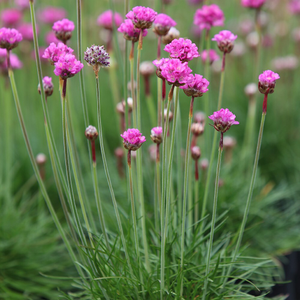 Armeria maritima Splendens