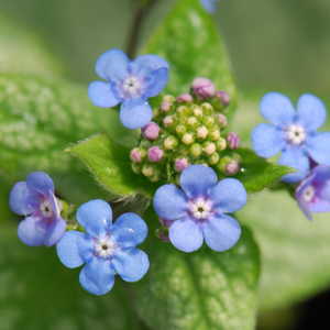 Brunnera macrophylla Jack Frost (PBR)