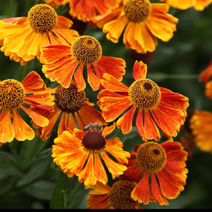 Helenium Waltraut