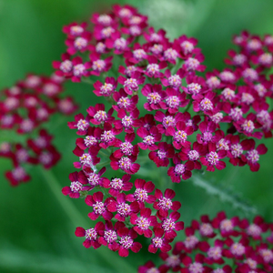 Achillea Summerwine