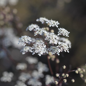 Anthriscus sylvestris Ravenswing