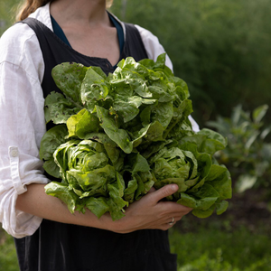 lettuce All Year Round