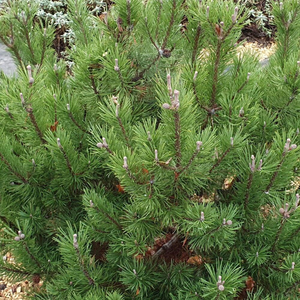 Pinus mugo Mops