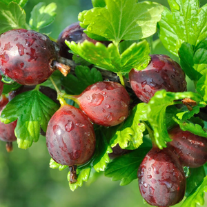 gooseberry Hinnonmäki Röd