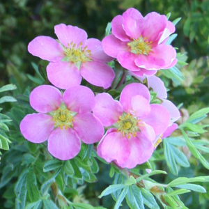 Potentilla fruticosa Pink Beauty