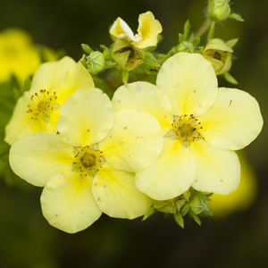 Potentilla fruticosa Primrose Beauty