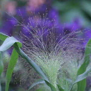 Panicum capillare Sparkling Fountain