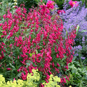 Penstemon Andenken an Friedrich Hahn