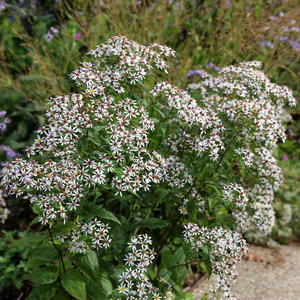 Eurybia divaricata