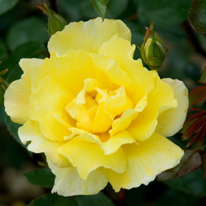 Rosa Golden Showers