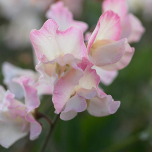 Lathyrus odoratus Mollie Rilstone