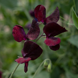 Lathyrus odoratus Midnight
