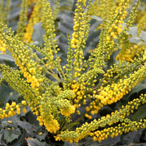 Mahonia × media Winter Sun