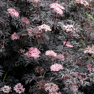 Sambucus nigra f. porphyrophylla 'Eva' (PBR)