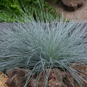 Festuca glauca Intense Blue ('Casblue') (PBR)
