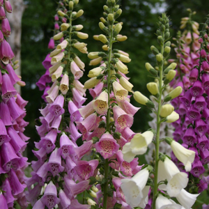 Digitalis purpurea Excelsior Group