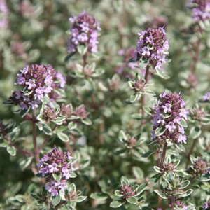 Thymus Silver Posie