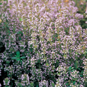 Thymus vulgaris 