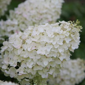 Hydrangea paniculata Silver Dollar