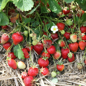 strawberry Symphony (PBR)