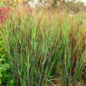 Panicum virgatum Shenandoah