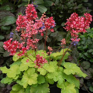 Heuchera Sweet Tart (PBR) (Little Cutie Series)