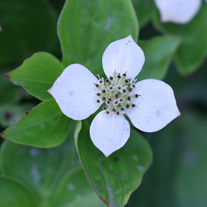 Cornus canadensis 