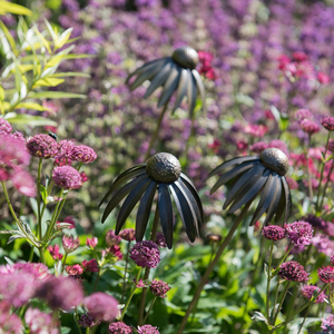 Echinacea plant stake - antique pewter