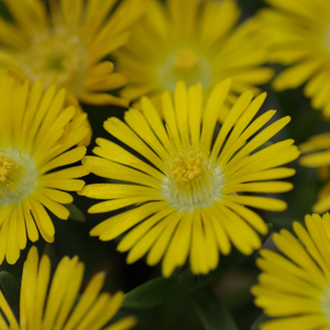 Delosperma cooperi Golden Wonder ('Wowd20111') (PBR) (Wheels of Wonder Series)