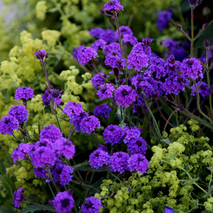 Verbena rigida 