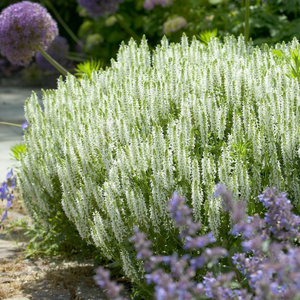 Salvia × sylvestris Schneehügel