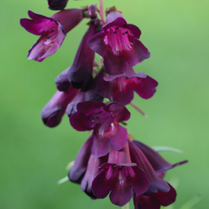 Penstemon Raven (Bird Series)