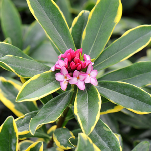 Daphne odora Aureomarginata