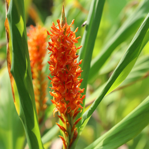 Hedychium densiflorum 
