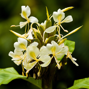 Hedychium flavescens 
